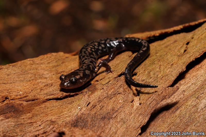 Weller's Salamander (Plethodon welleri)