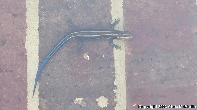 Five-lined Skink (Plestiodon fasciatus)