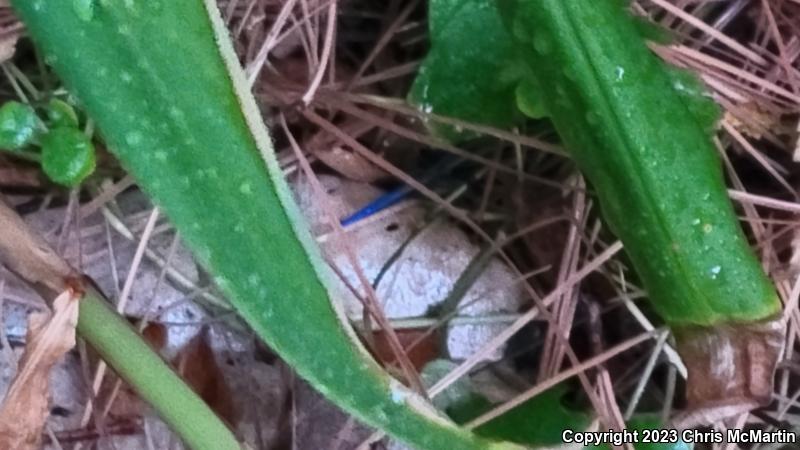 Five-lined Skink (Plestiodon fasciatus)