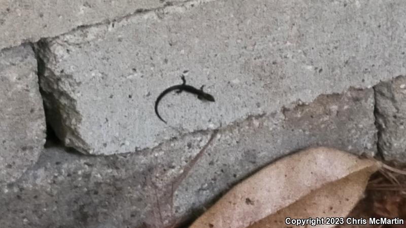 Little Brown Skink (Scincella lateralis)