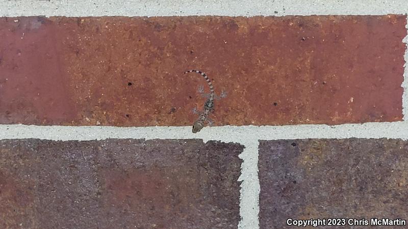 Mediterranean House Gecko (Hemidactylus turcicus)