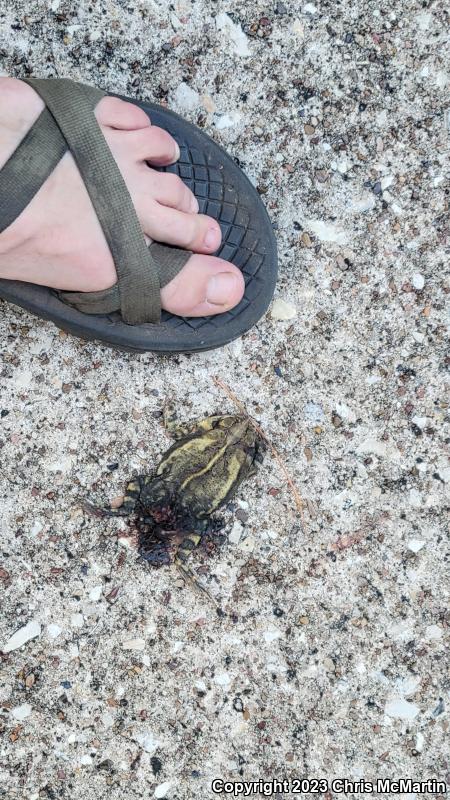 Gulf Coast Toad (Ollotis nebulifer)