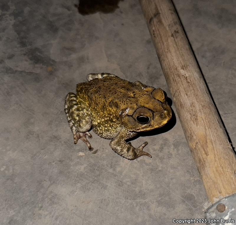 Sinaloa Toad (Ollotis mazatlanensis)