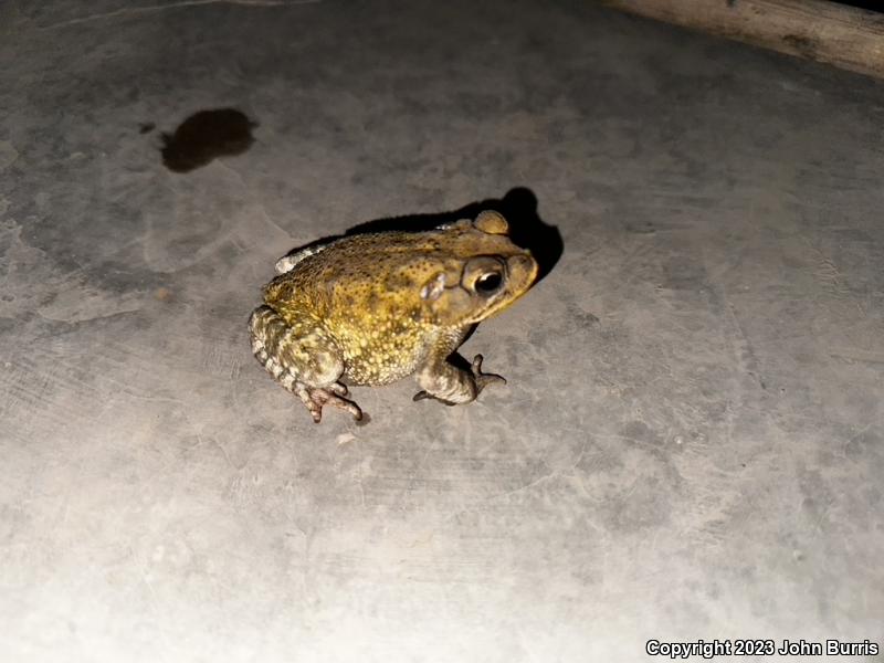 Sinaloa Toad (Ollotis mazatlanensis)