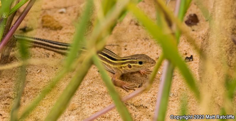 Prairie Racerunner (Aspidoscelis sexlineata viridis)