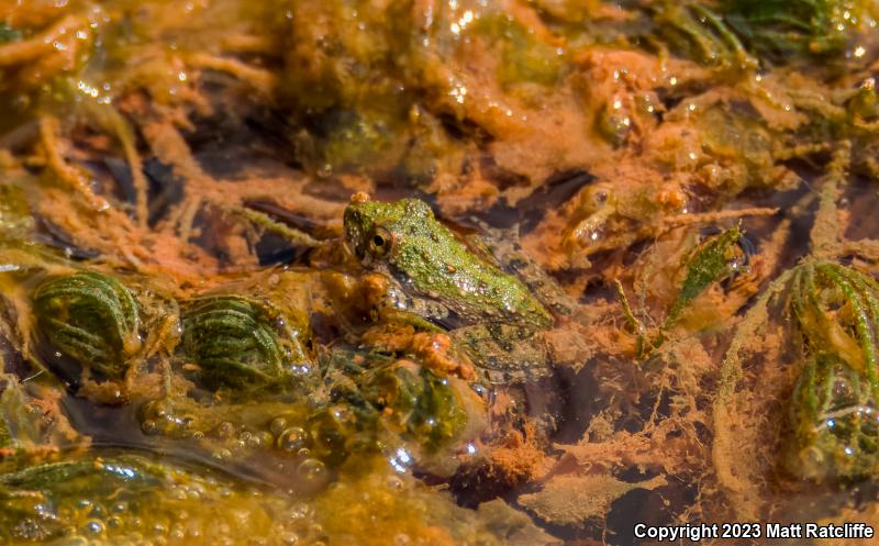 Northern Cricket Frog (Acris crepitans)