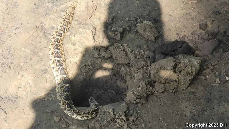 Eastern Diamond-backed Rattlesnake (Crotalus adamanteus)