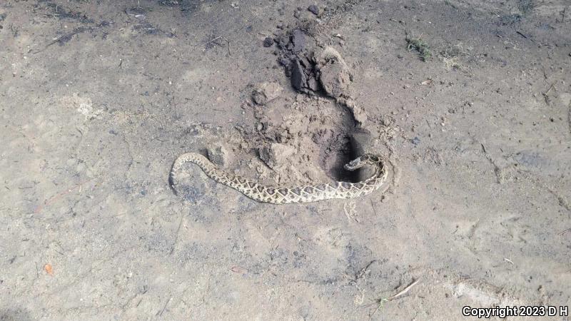 Eastern Diamond-backed Rattlesnake (Crotalus adamanteus)