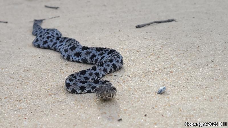 Dusky Pigmy Rattlesnake (Sistrurus miliarius barbouri)