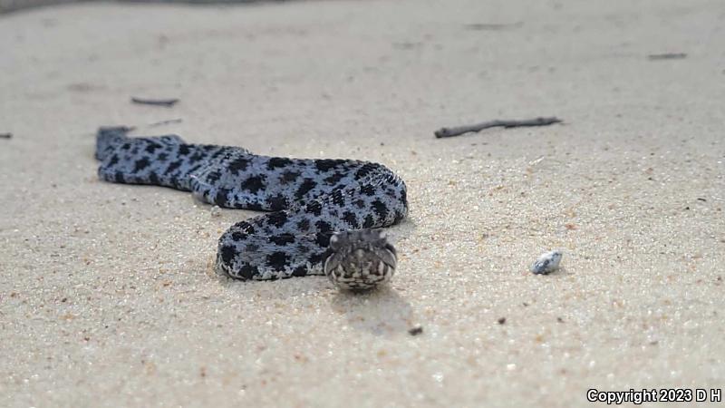 Dusky Pigmy Rattlesnake (Sistrurus miliarius barbouri)