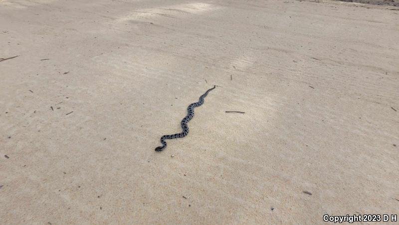 Dusky Pigmy Rattlesnake (Sistrurus miliarius barbouri)