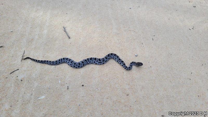 Dusky Pigmy Rattlesnake (Sistrurus miliarius barbouri)