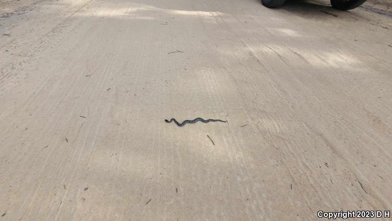 Dusky Pigmy Rattlesnake (Sistrurus miliarius barbouri)