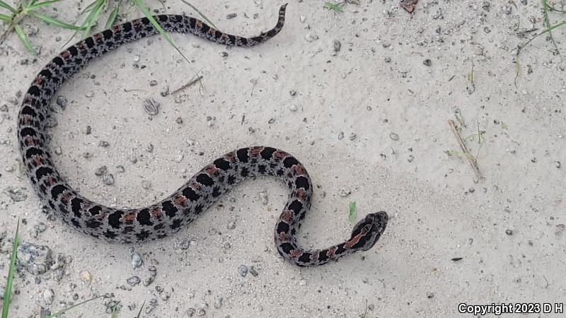 Dusky Pigmy Rattlesnake (Sistrurus miliarius barbouri)