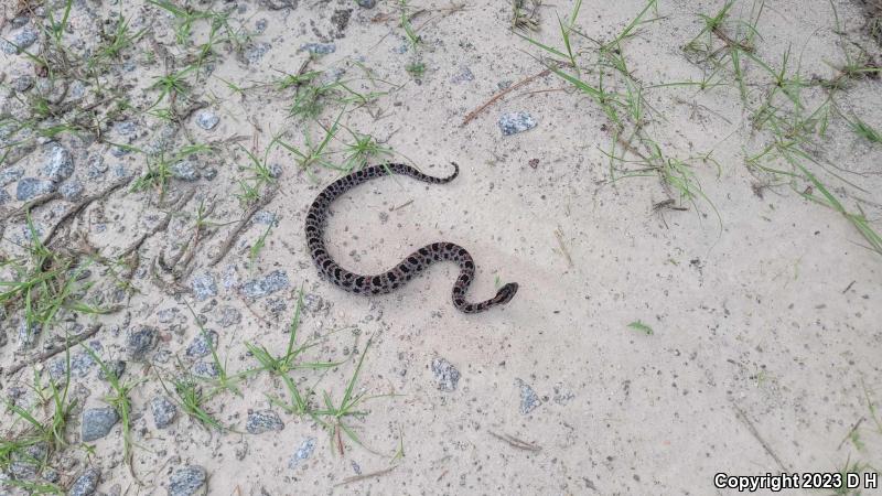 Dusky Pigmy Rattlesnake (Sistrurus miliarius barbouri)