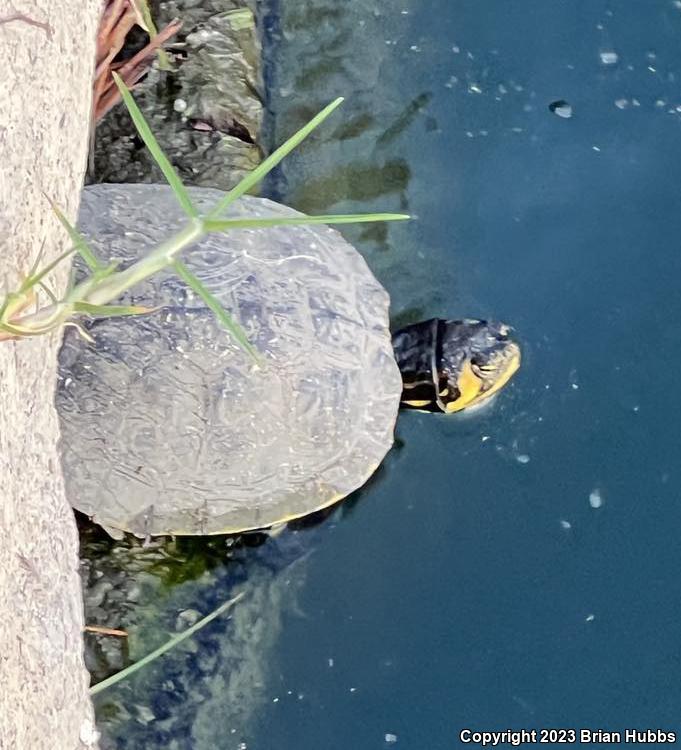 Yellow-bellied Slider (Trachemys scripta scripta)