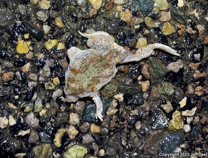 Mexican Spadefoot (Spea multiplicata)