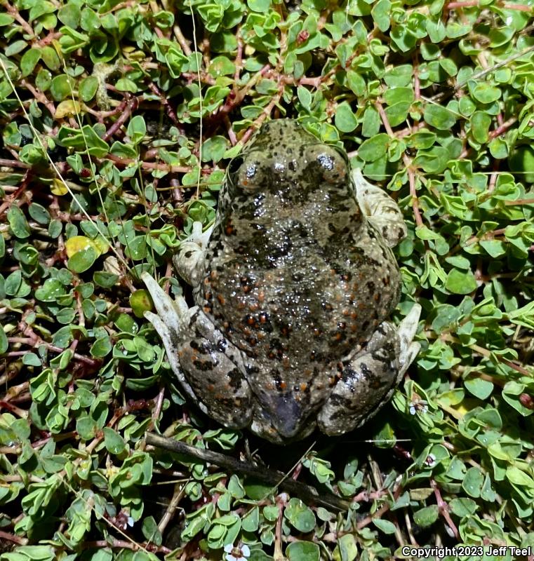 Mexican Spadefoot (Spea multiplicata)