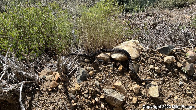 Arizona Black Rattlesnake (Crotalus cerberus)