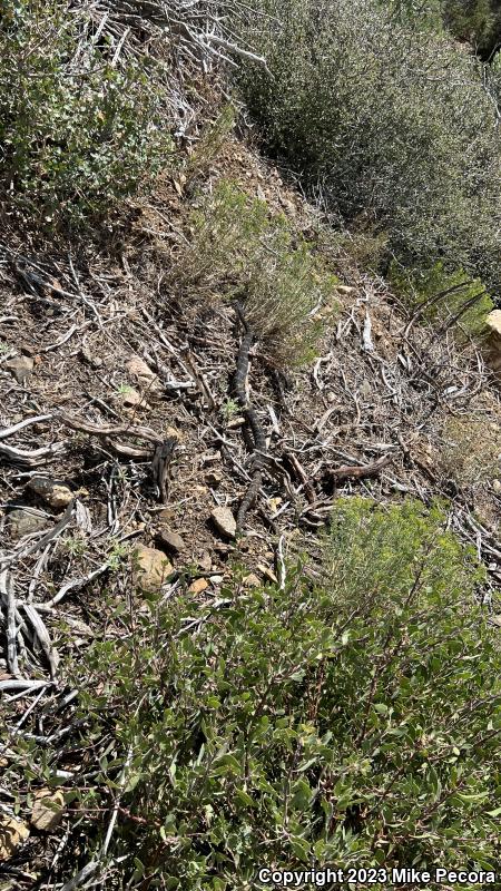 Arizona Black Rattlesnake (Crotalus cerberus)