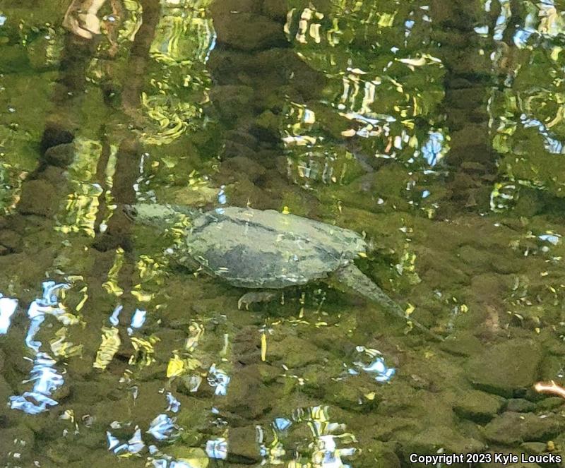 Eastern Snapping Turtle (Chelydra serpentina serpentina)