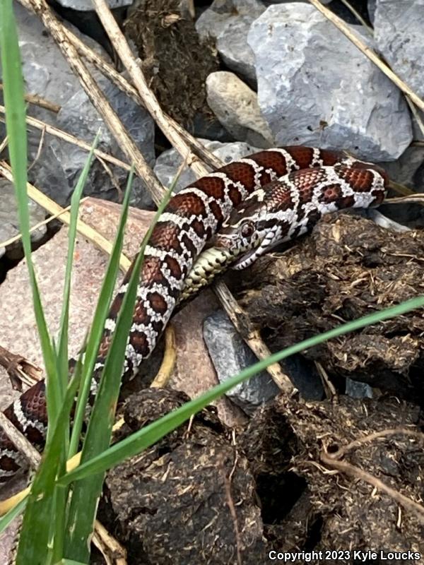 Eastern Milksnake (Lampropeltis triangulum triangulum)