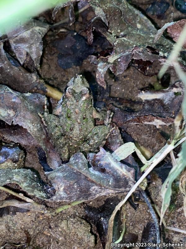 Northern Cricket Frog (Acris crepitans)