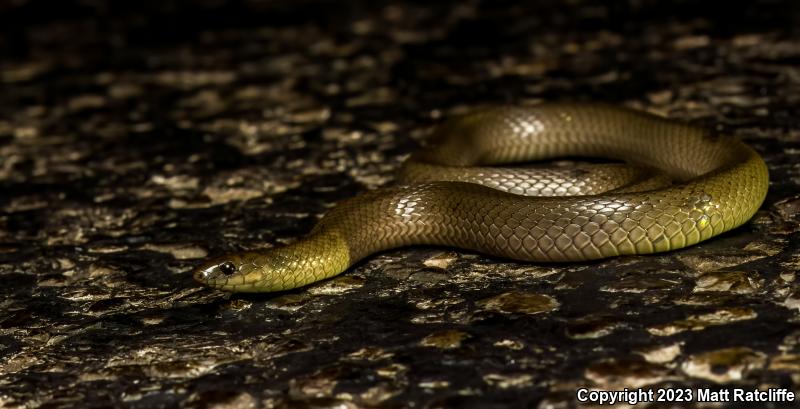 Rough Earthsnake (Virginia striatula)