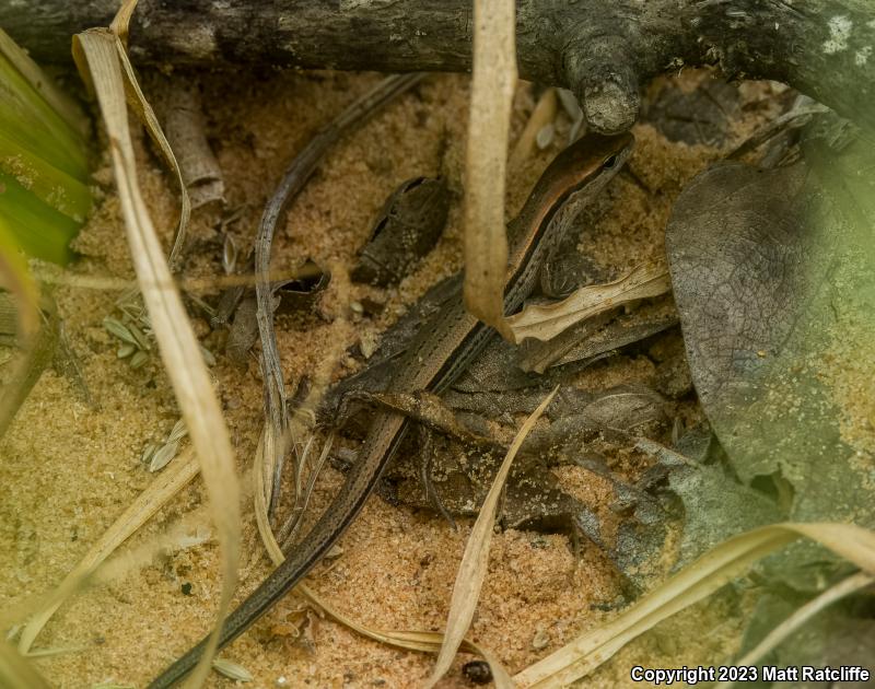 Little Brown Skink (Scincella lateralis)