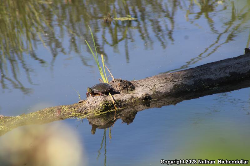 Midland Painted Turtle (Chrysemys picta marginata)