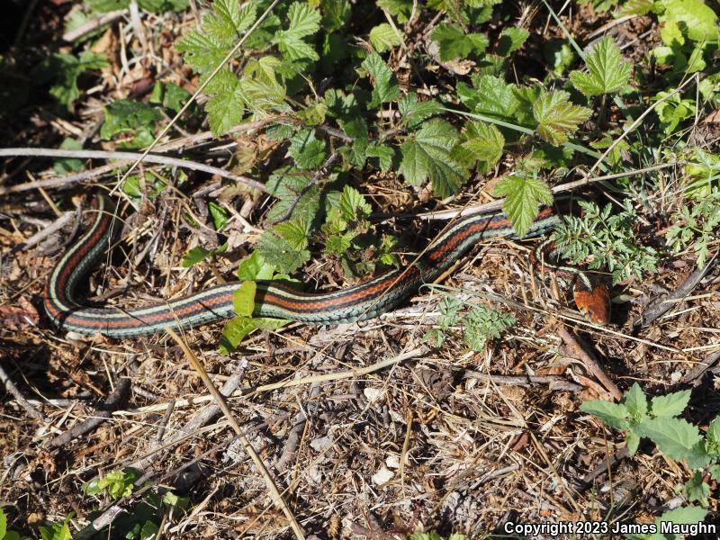 San Francisco Gartersnake (Thamnophis sirtalis tetrataenia)