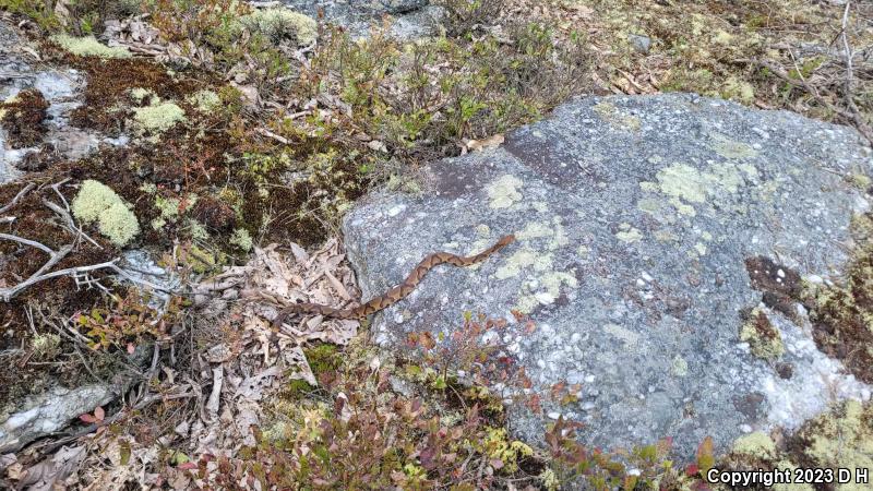 Northern  Copperhead (Agkistrodon contortrix mokasen)