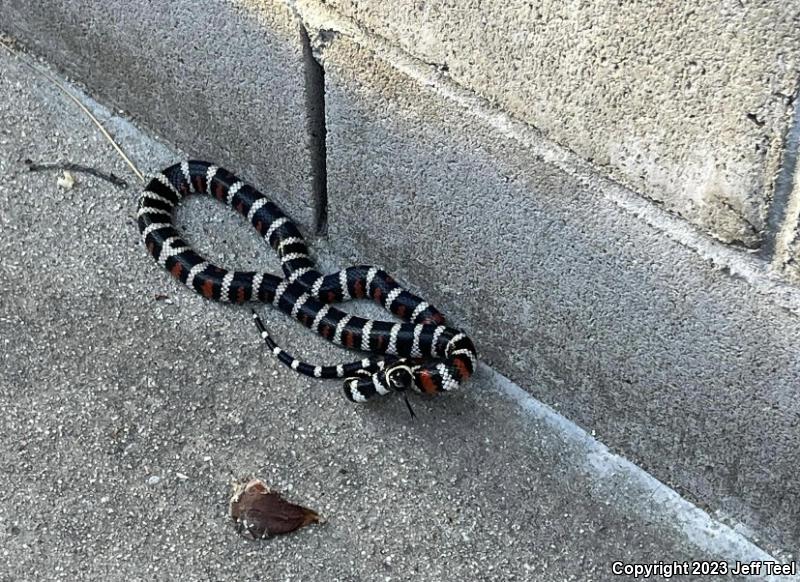 San Bernardino Mountain Kingsnake (Lampropeltis zonata parvirubra)