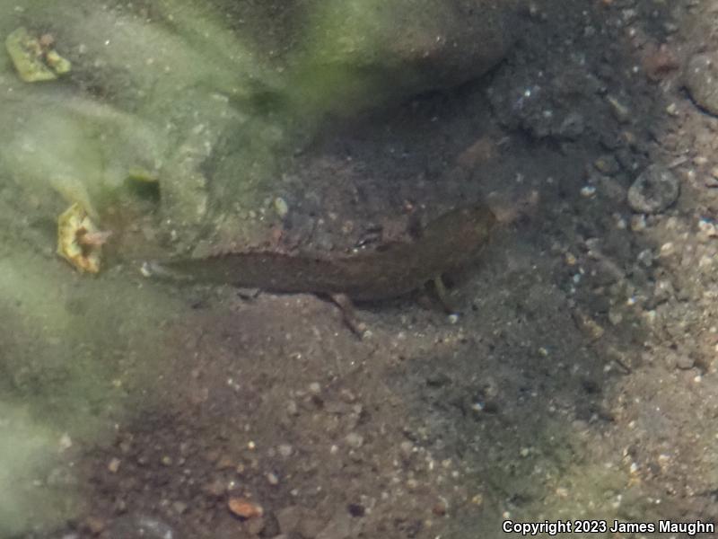 California Giant Salamander (Dicamptodon ensatus)