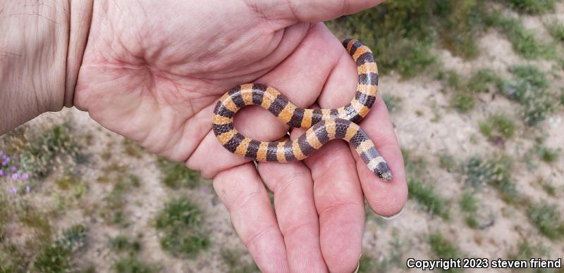 Variable Groundsnake (Sonora semiannulata semiannulata)