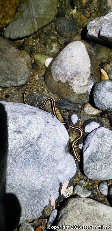 Valley Gartersnake (Thamnophis sirtalis fitchi)