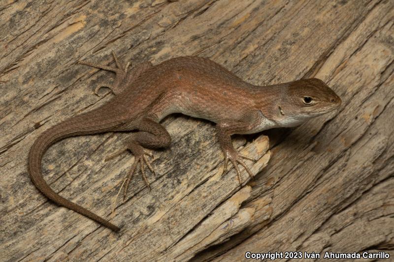 Slevin's Bunchgrass Lizard (Sceloporus slevini)