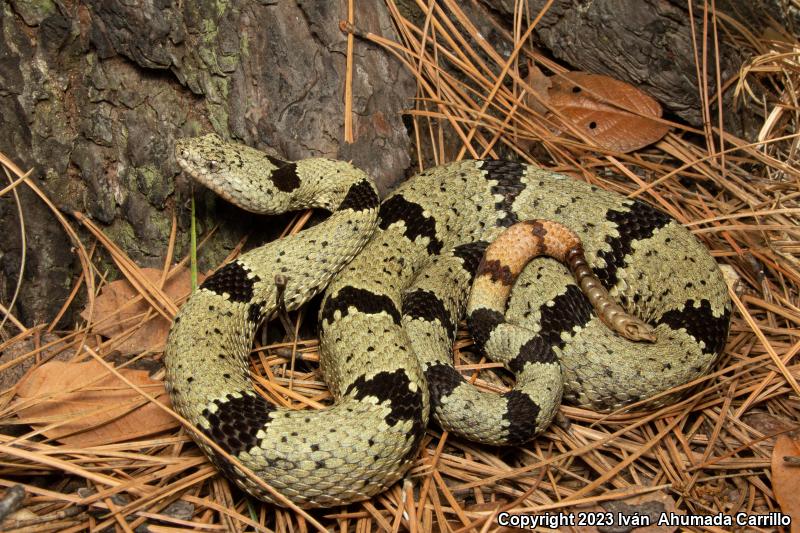 Banded Rock Rattlesnake (Crotalus lepidus klauberi)