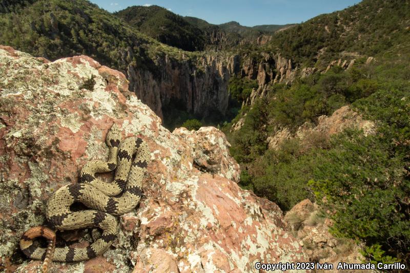 Banded Rock Rattlesnake (Crotalus lepidus klauberi)