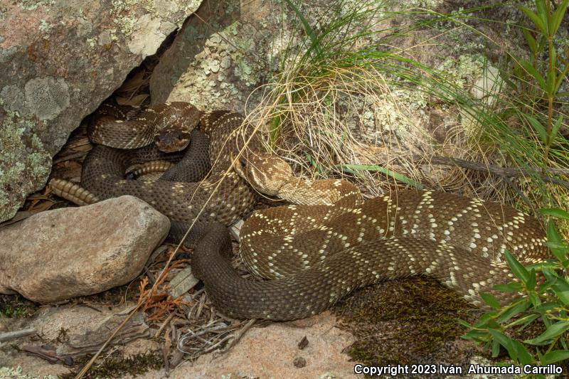 Mexican Black-tailed Rattlesnake (Crotalus molossus nigrescens)