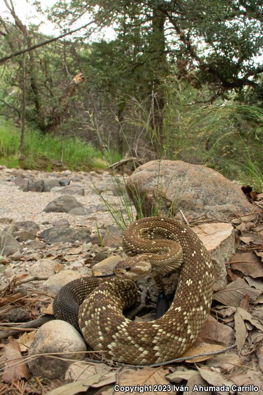 Mexican Black-tailed Rattlesnake (Crotalus molossus nigrescens)