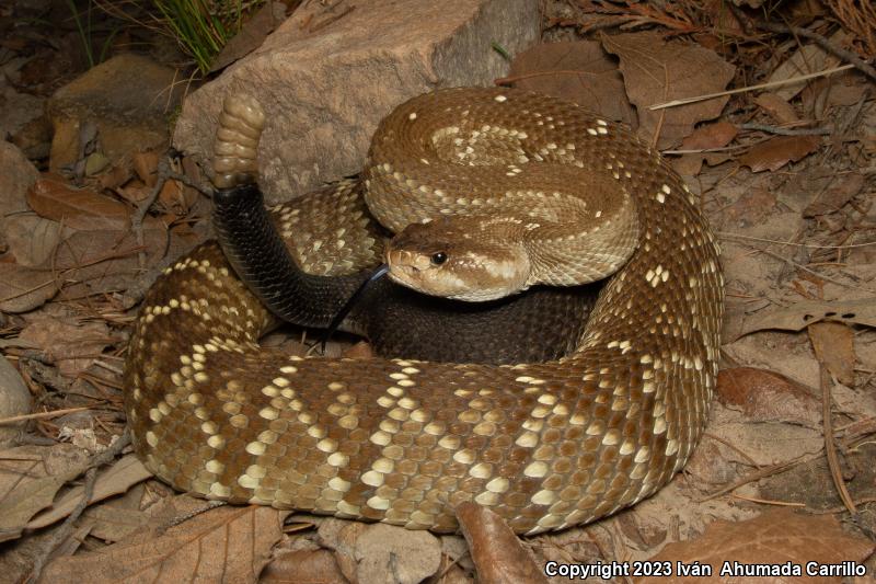 Mexican Black-tailed Rattlesnake (Crotalus molossus nigrescens)