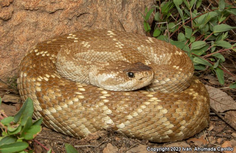 Mexican Black-tailed Rattlesnake (Crotalus molossus nigrescens)