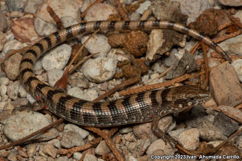 Madrean Alligator Lizard (Elgaria kingii)