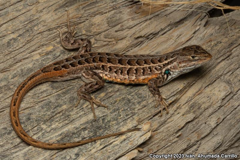 Slevin's Bunchgrass Lizard (Sceloporus slevini)