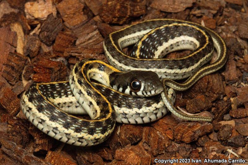 Tropical Black-necked Gartersnake (Thamnophis cyrtopsis collaris)