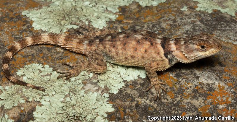 Crevice Spiny Lizard (Sceloporus poinsettii)