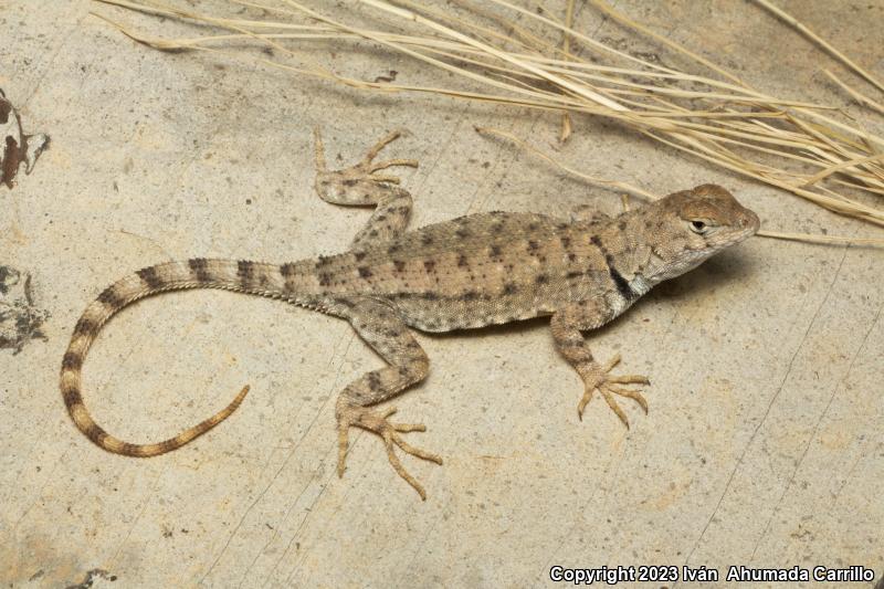 Canyon Lizard (Sceloporus merriami)