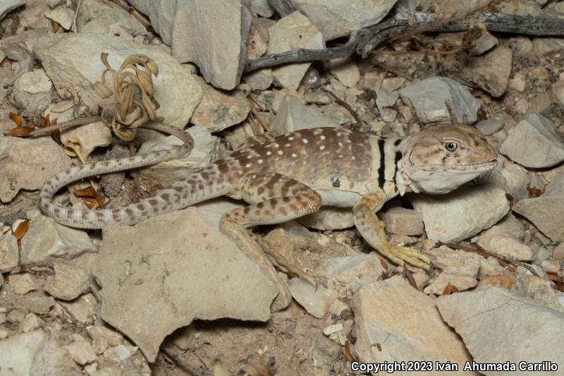 Eastern Collared Lizard (Crotaphytus collaris)