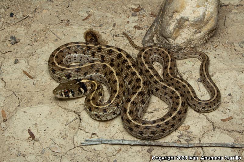 Checkered Gartersnake (Thamnophis marcianus)